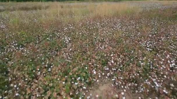 Erial Kilátás Cotton Mező Készen Áll Betakarítás Egy Felhős Napon Jogdíjmentes Stock Videó