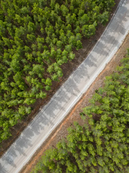 Vue Haut Vers Bas Route Travers Forêt Lever Soleil — Photo