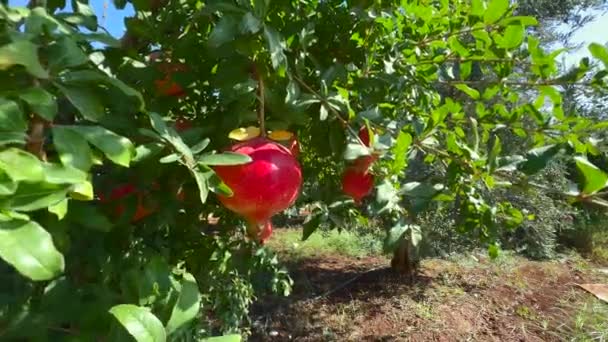 Organic Pomegranate Hanging Tree Branch Sunny Day — Stock Video