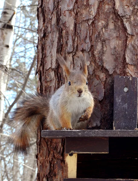 Squirrel — Stock Photo, Image