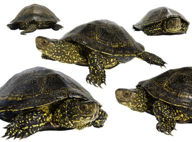 Avrupa su birikintisi kaplumbağa (Emys orbicularis)