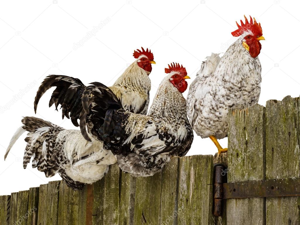 Roosters on fence.