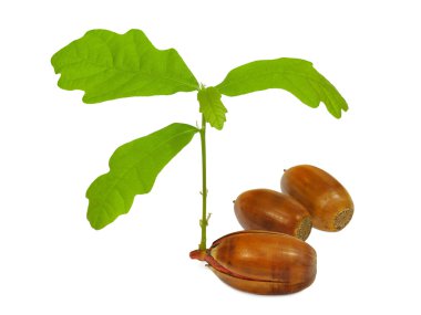 Genç meşe.