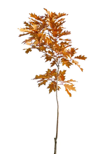 잎이나 배경에 떨어져 주행성어린 떡갈나무 — 스톡 사진