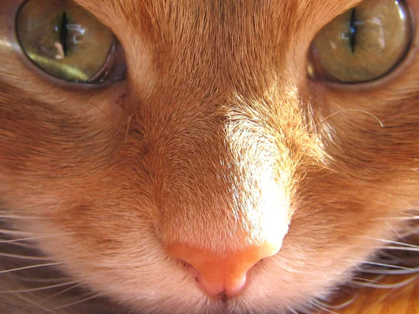 Pisică roșie — Fotografie, imagine de stoc