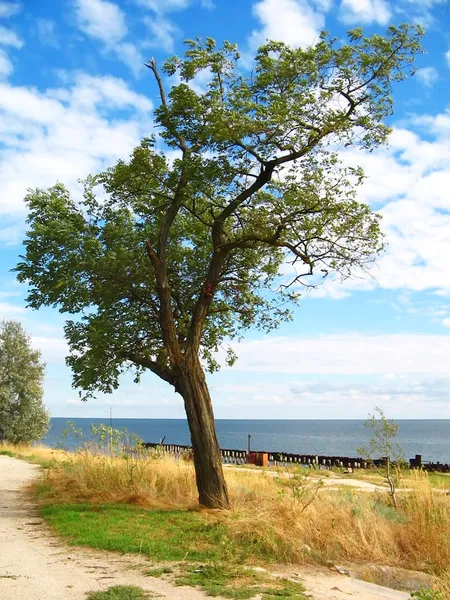 Copac frumos — Fotografie de stoc gratuită