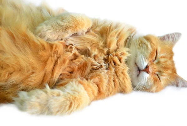 Sleeping cat — Stock Photo, Image