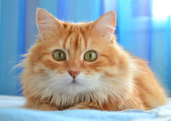 The portrait of red cat — Stock Photo, Image