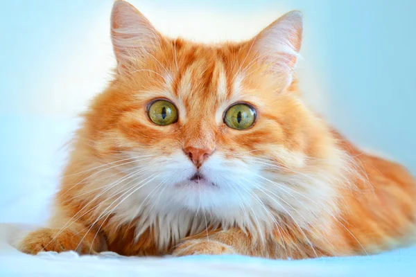 O retrato de gato vermelho — Fotografia de Stock