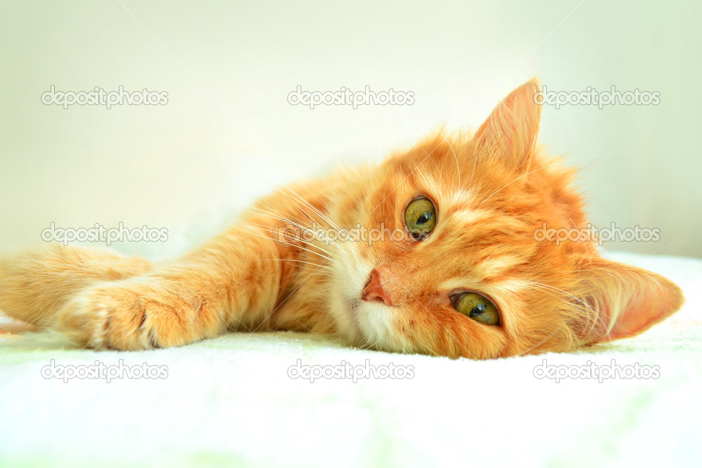 The portrait of red cat on a white background