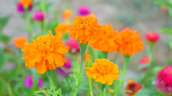 Hermosas flores naranjas — Foto de stock gratis