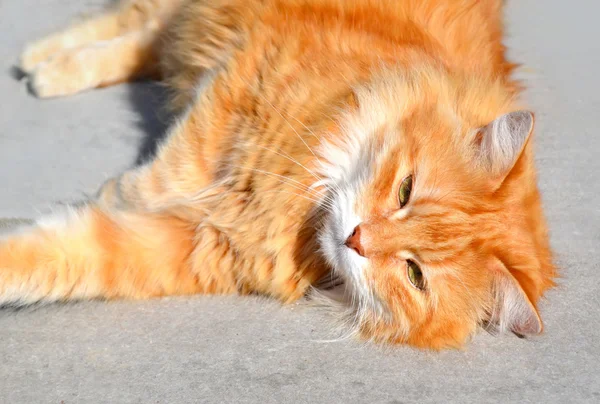 Gato vermelho bonito — Fotografia de Stock