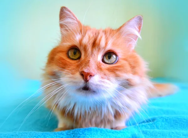 Le portrait d'un beau chat rouge — Photo