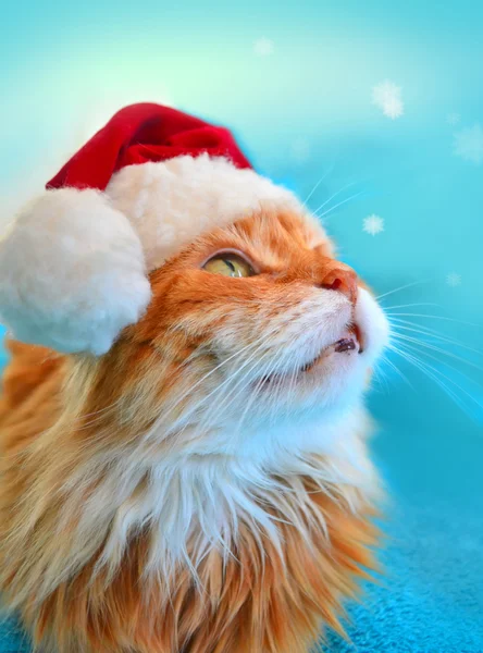 Funny cat in Santa Claus red hat looking at the snowflakes — Stock Photo, Image