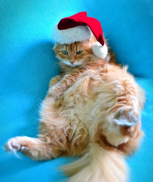 santa claus şapka komik tembel kırmızı kedi