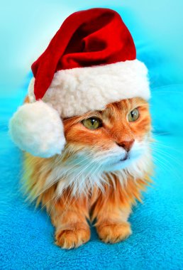 Noel Baba kırmızı şapkalı komik kedi