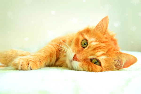 El retrato de gato rojo sobre un fondo blanco — Foto de Stock