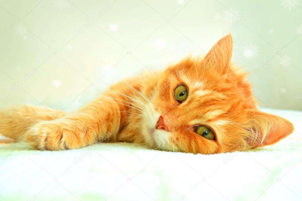 The portrait of red cat on a white background