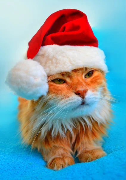 Funny cat in Santa Claus red hat — Stock Photo, Image