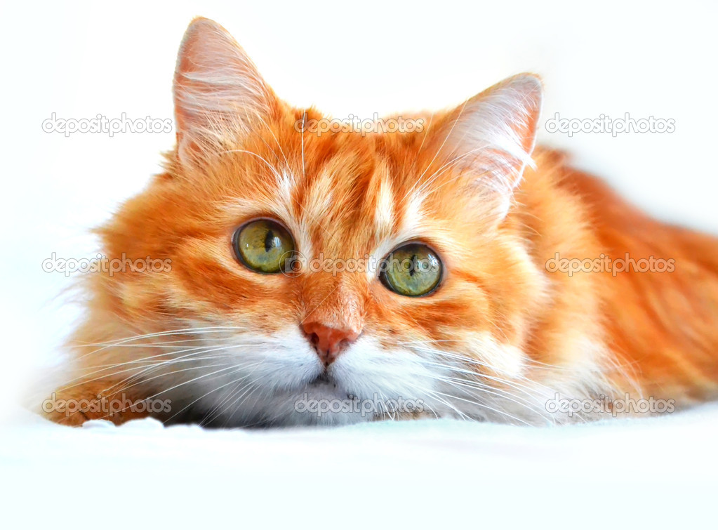 The portrait of red cat, isolated on a white