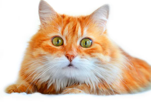 Pisică roșie — Fotografie, imagine de stoc