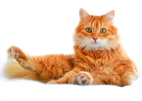 The portrait of funny red cat, isolated on a white — Stock Photo, Image