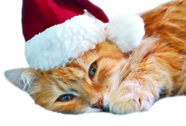 Funny cat in Santa Claus red hat, isolated on a white — Stock Photo, Image