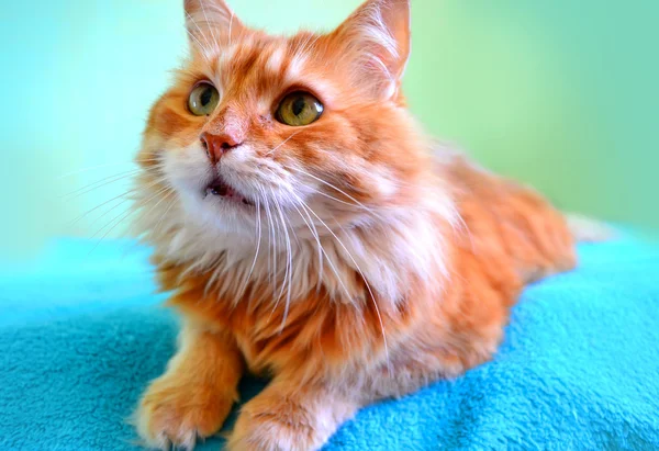 O retrato do belo gato vermelho — Fotografia de Stock