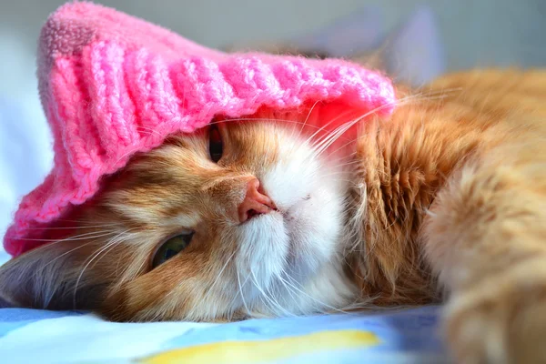 Chat drôle dans le chapeau rose — Photo