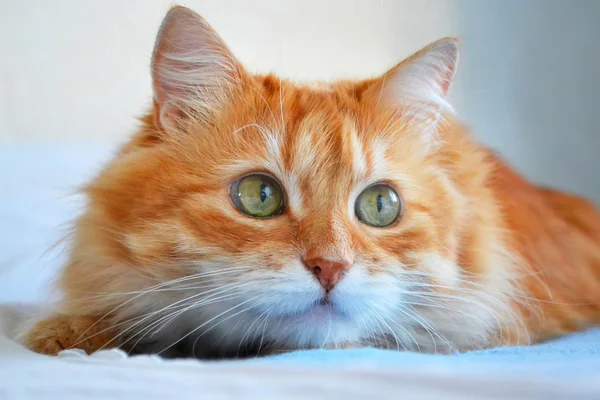 O retrato de gato vermelho — Fotografia de Stock