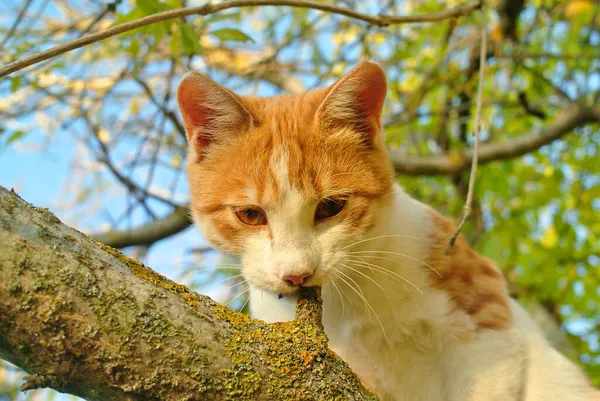 Портрет Красной Кошки Дереве — стоковое фото