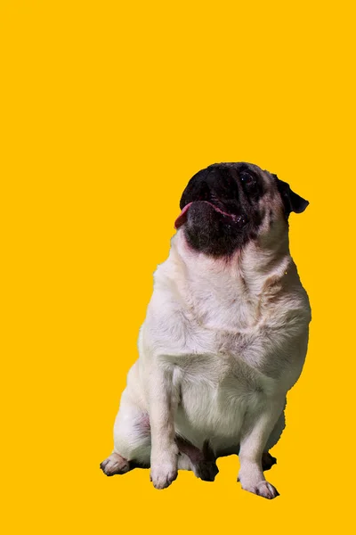 Purebred Pug Hund Sitter Med Tungan Tittar Upp Från Framsidan — Stockfoto
