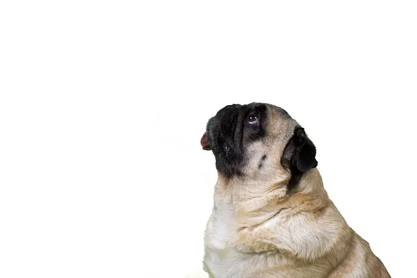 Vackra Pug Dog Tittar Upp Profil Tunga Delvis Slickar Läppar — Stockfoto