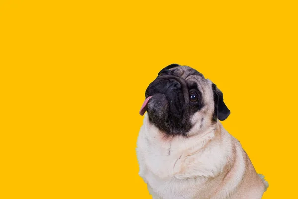 Cute Puga dog looking at you waiting to receive treats. Yellow background in the background .