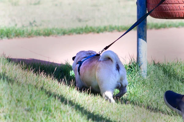 Mops Züchtet Hund Auf Dem Rücken Der Auf Dem Rasen — Stockfoto