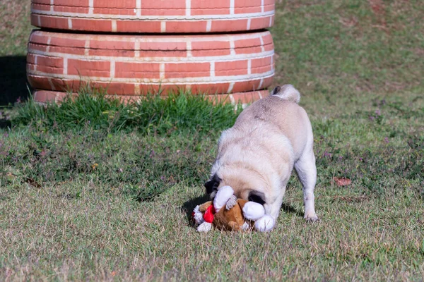 Reinrassiger Mops Hund Spielt Mit Seinem Stofftier Park — Stockfoto