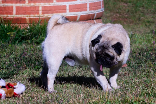 Purebred Pug Valp Tittar Sin Plysch Leksak — Stockfoto