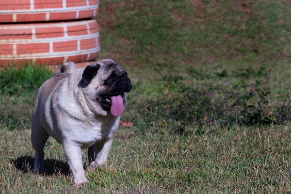 Mops Hund Spielt Mit Stofftier Park Und Schaut Zur Seite — Stockfoto