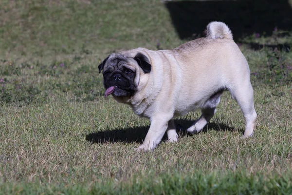 Reinrassiger Mops Hund Der Draußen Auf Einer Parkwiese Mit Hängender — Stockfoto