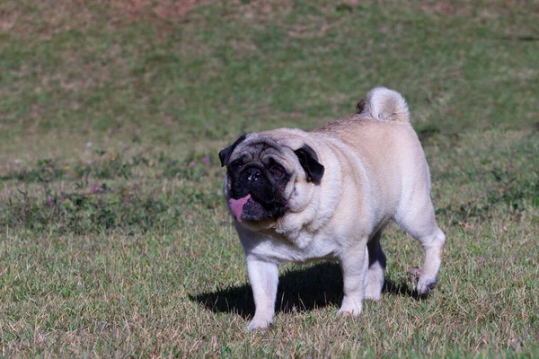 Purebred Pug Dog Tittar Noga Maten Slickar Hans Läppar — Stockfoto