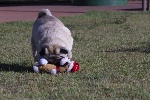 Rolig Pug Hund Leker Med Sin Plysch Leksak Gräset — Stockfoto