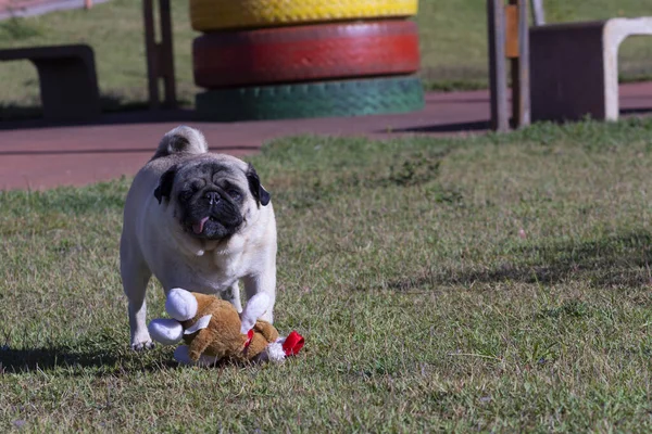 Amusing Purebred Pug Puppy watching intently with his plush toy between his paws.