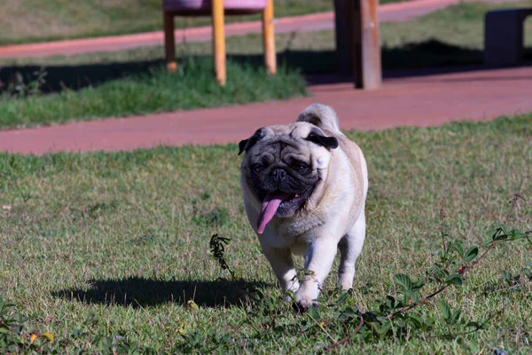 Roande Purebred Pug Puppy Tittar Uppmärksamt Med Sin Plysch Leksak — Stockfoto