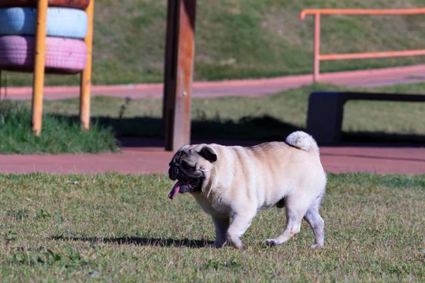 Äldre Pug Hund Promenader Gräsmattan Parken — Stockfoto