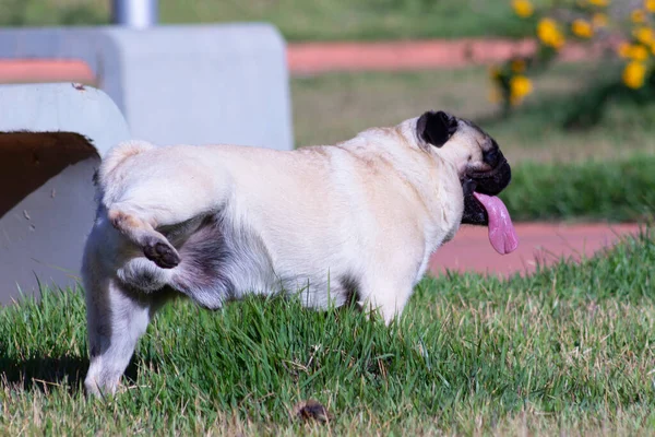 Divertido Pug Perro Meando Hierba Con Lengua Fuera — Foto de Stock