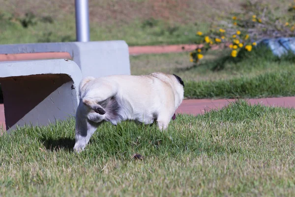 Reinrassiger Mops Pinkelt Mit Ausgestreckter Zunge Ins Gras — Stockfoto