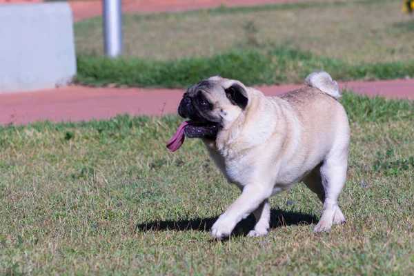 Pug Ras Hund Med Värme Promenad Parken — Stockfoto