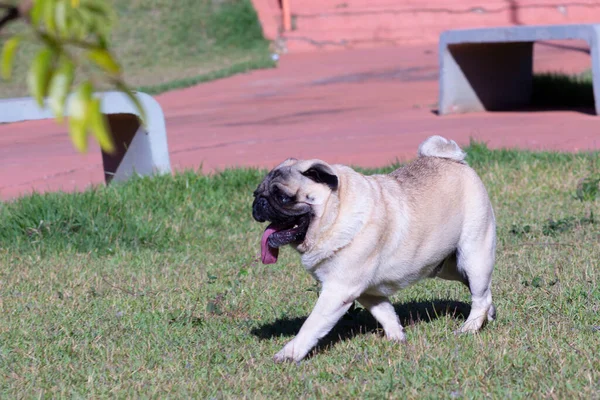 Dog Breed Pug Promenader Gräsmattan Utomhus Ingen Krage — Stockfoto