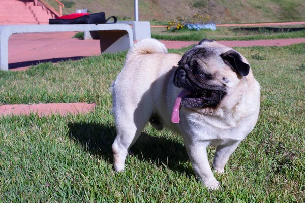 Pug breed dog on the lawn in the park looking around with his tongue out.