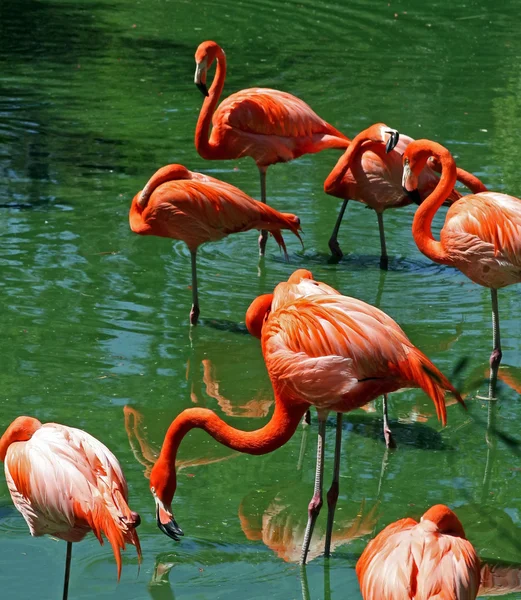 Florida roze flamingo 's — Stockfoto
